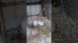 кроликам панон 1 месяц