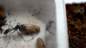 Как рождаются муравьи. Самец Neoponera villosa. Проект "Две матки"