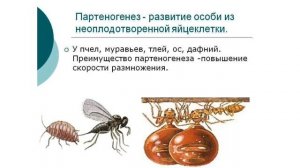 Партеногенез. Значение, свойства, классификация. Партеногенез у животных, у растений.