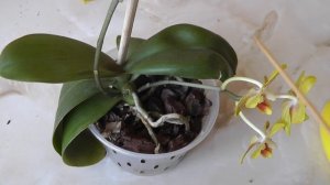 Химический ожог орхидеи после обработки фунгицидом