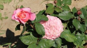 БЕСПРОБЛЕМНЫЕ РОЗЫ ЯПОНСКОЙ СЕЛЕКЦИИ