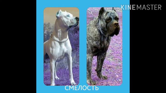 Аргентинский дог против канарского дога.