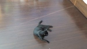 Как сделать кошку счастливой =)