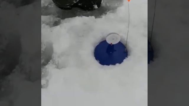 Жерлицы. Зимняя рыбалка река Сейм, Курская область. смотреть онлайн