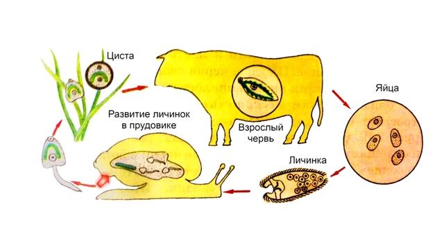 Тип Плоские черви