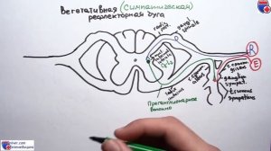 Вегетативная рефлекторная дуга - meduniver.com