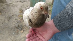 голуби едят семечки//pigeons eat sunflower seeds// tame pigeons