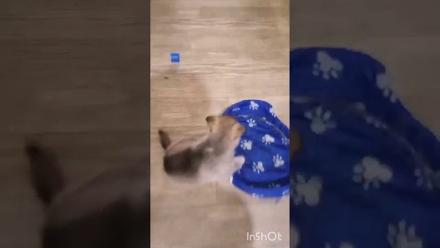 Самоутверждение)))