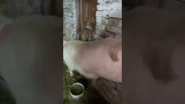 Мои самые дойные козы зажигают. Зааненская Ламанча самые дойные козы.