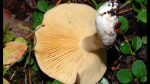 Lactarius fuliginosus