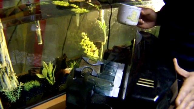 How to set up a Tropical Fish Tank (Part 2) смотреть онлайн