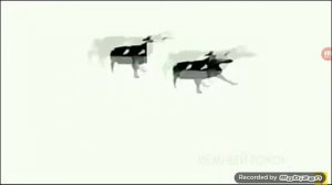 корова танцует под польскую музыку