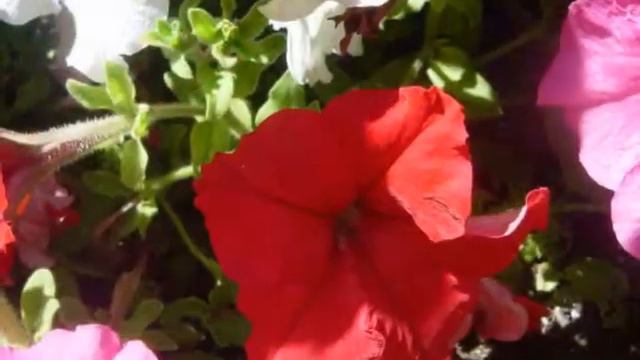 PETUNIAS смотреть онлайн