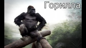 Животный мир Африки для детей ★ КАРТОЧКИ ПО МЕТОДИКЕ ГЛЕННА ДОМАНА