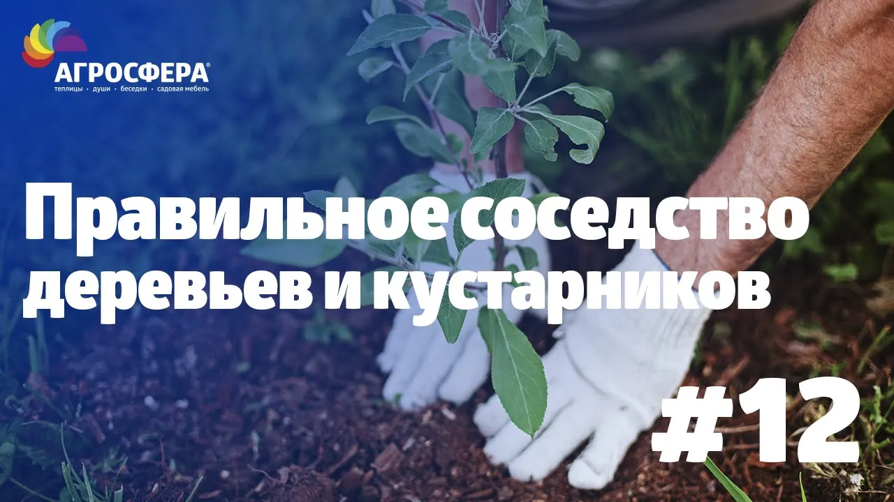 Советы для дачи и сада #12 - какие деревья и кустарники не рекомендуется сажать рядом / агросфера.рф смотреть онлайн