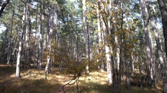 Следы деятельности йети , часть 3, #Крым ,#Ялта Traces of activity part 2 #Yeti,#Crimea,#Yalta смотреть онлайн