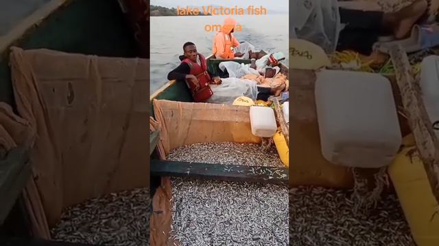 "Omena Fishing Adventure: Exploring the Bounty of Lake Victoria | African Tourism"