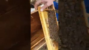 25 апреля 2021 г. Пакеты из Узбекистана без комментариев