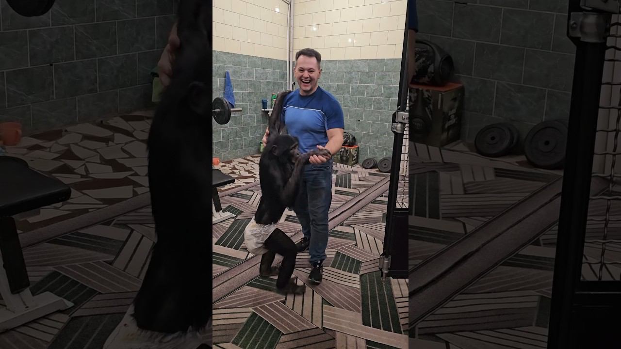 ТАНЦЫ НА ТНТ ОТДЫХАЮТ! Невероятная дискотека с обезьяной шимпанзе! смотреть онлайн