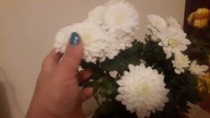 Хризантема  дома. Уйдегі хризантема. Цветок хризантема.