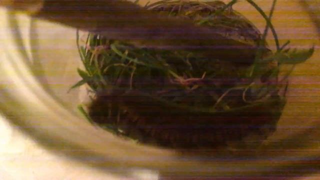 Нашёл огромную,мохнатую гусеницу! смотреть онлайн