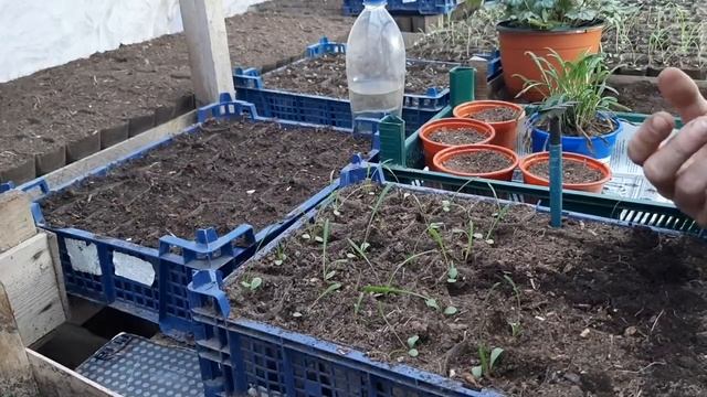 ГАЗАНИЮ ВЫРАЩИВАЮ и РАЗМНОЖАЮ ТОЛЬКО ТАК???цветы цветущие все лето гацания
