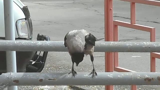 Ворона голосит. смотреть онлайн