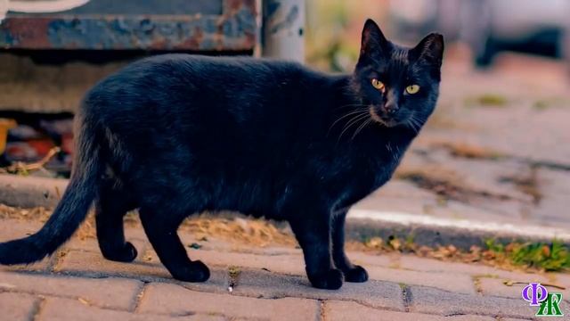 Сатана 3. «Наверно не видать мне кошачьего рая» - подумал худой голодный котёнок и жалобно заплакал смотреть онлайн