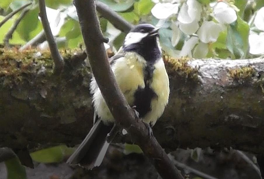 Синичка поёт, Большая синица (лат. Parus major) 04.06.2022