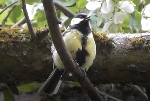 Синичка поёт, Большая синица (лат. Parus major) 04.06.2022