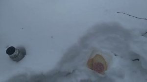 Охота на белку с пневматикой МР-512 и собакой.