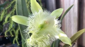 Rhyncholaelia digbyana Цветение и уход
