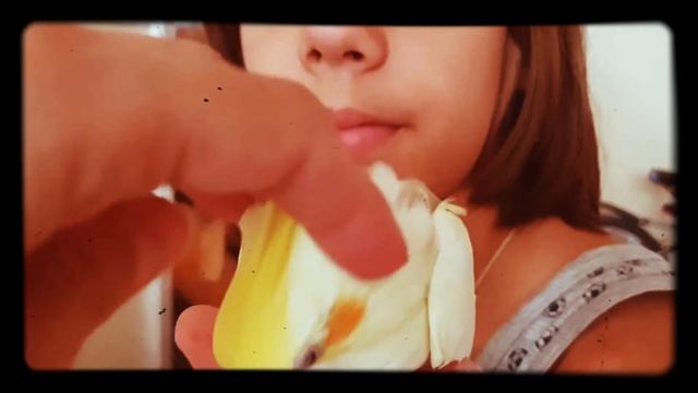 Птенец кореллы выкормыш