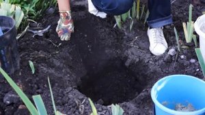 ЛИЛИИ | ТОНКОСТИ ДЕЛЕНИЯ И ПОСАДКИ | Секреты пышного цветения лилий