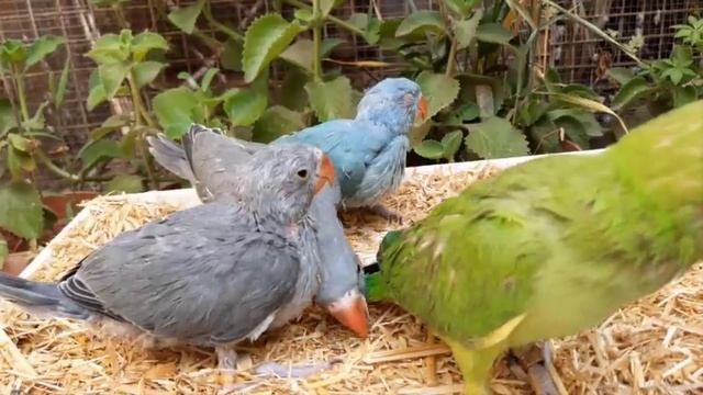 Nature Sounds : 1 Hour Parrot Sound  |  Ringneck