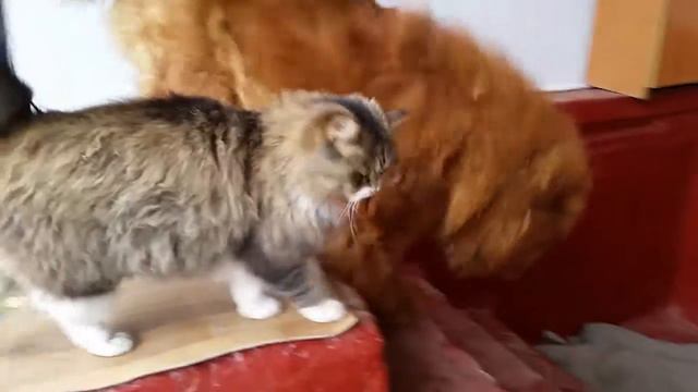 Ленинкент