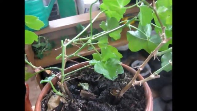 Плющелистная пеларгония. Віращивание смотреть онлайн