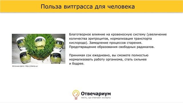 Чем полезен сок из ростков пшеницы?
