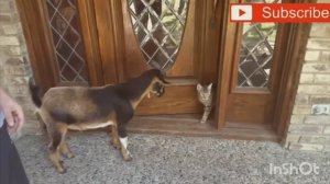 СмеШНОЕ видео про Козлов. прикол