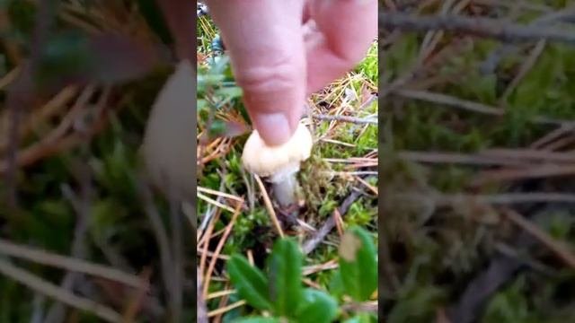Колпак КОЛЬЧАТЫЙ съедобный! Как выглядит осенью.