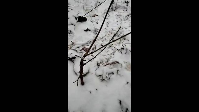 кизил способы прививки смотреть онлайн