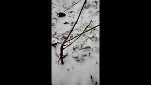 кизил способы прививки