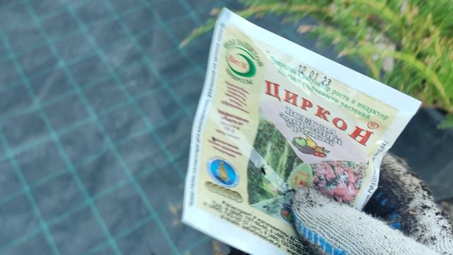 спасаем можжевельник Андорру компакт .