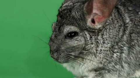 Грызуны для детей 🐀 Рассказы про животных