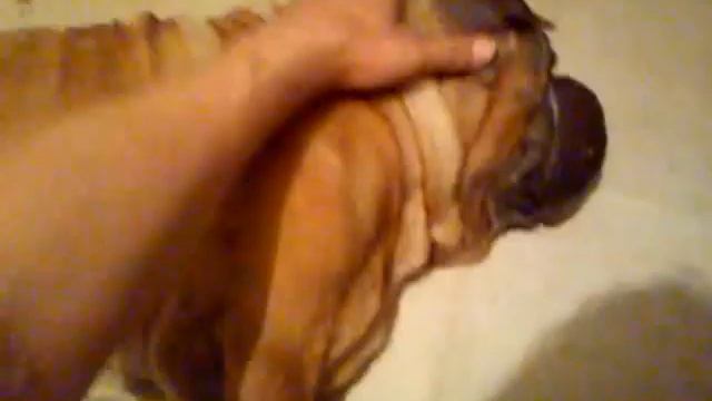 Спит Шар-Пей - служба идёт! смотреть онлайн