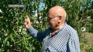 Персики в Сибири есть и будут