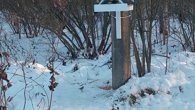 Птицы на кормушке в оттепель. 17 декабря 2023 г. смотреть онлайн