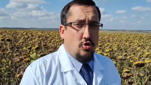 Лучшее! Гибриды подсолнечника. Сорта подсолнечника.