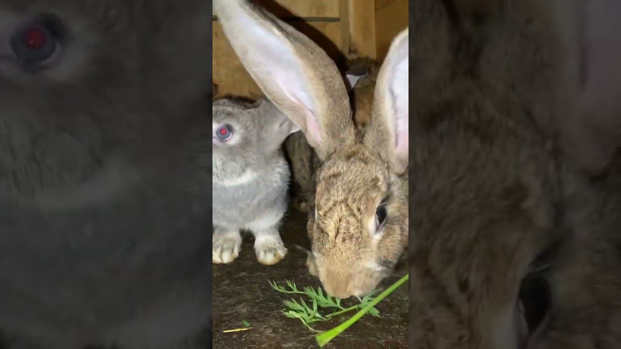 Деревенские будни жизнь - кайф смотреть онлайн