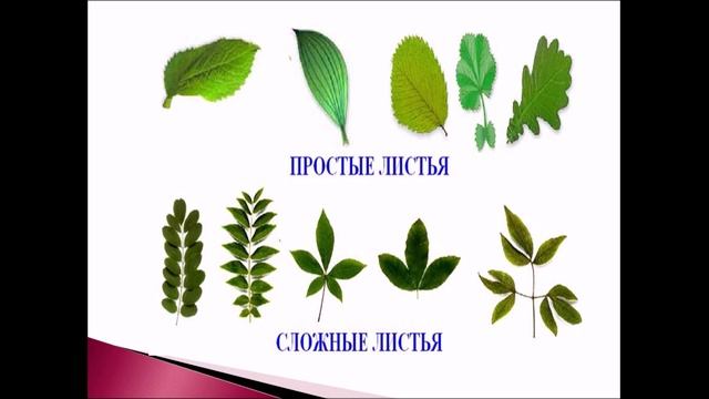 Органы цветковых растений. Урок биологии. смотреть онлайн